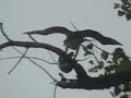 bird bass fishing bird bass fishing