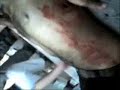 صحنه هاي درگيري و شهادت شهيد قهرمان جنبش داوود صدري.wmv