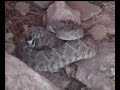 Rattle Snake Rattle Snake