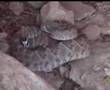 Rattle Snake