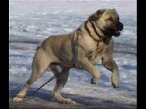 kangal