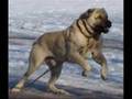 KaNgaL