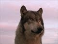Renki was the main character at Howl Night. He greeted everyone, showed his skills on the teeter totter, and closed the show with a hearty howl.