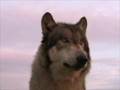 Renki Howls at Wolf Park