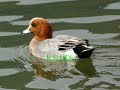 始めて見た野鳥にビックリしました。