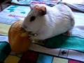 videos de Belinha