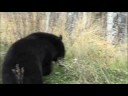 The Chicoutimi bear