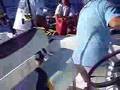 Jerry Rigged - Sea Tow