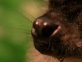 Drunken Monkeys and smashed lemurs