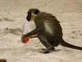 Drunken Monkeys and smashed lemurs