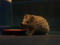 Click here to watch this video ちょっと怖いケド... ｂｙハリー
