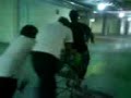 Primates en desmadre!!! Primates en desmadre!!!
