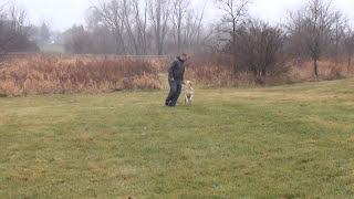 Chicago Dog Training Golden Retriever to Off Leash Heel with Suburban K9!