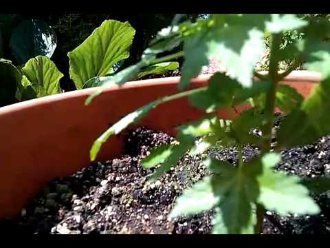 how to get rid spider mites