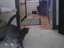 Cat that plays fetch! Amazing!