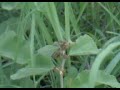 Bees 005