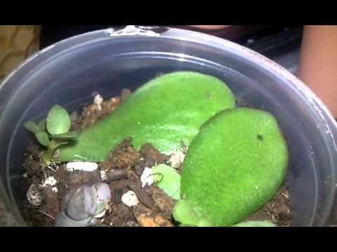 how to transplant burro's tail