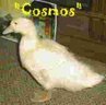 Cosmos - FunToWatch.TV-2006 One Take Film Festival