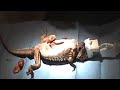 Bearded Dragon Dystocia