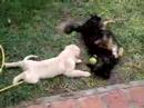 mis perros   spock y farah