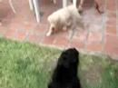 mis perros   spock y farah