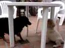 mis perros   spock y farah