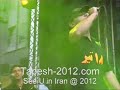 ????? ???? ??? Tapesh 2012 Live ????