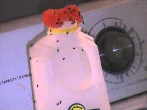 how to get rid gnats in your home