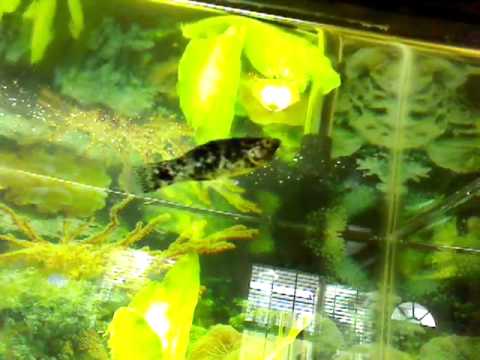 how to cure ammonia poisoning in goldfish