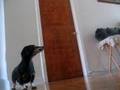 Salchicha video