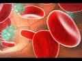 Immune System - Natural Killer Cell
