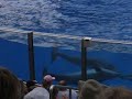 dolphins