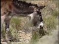 Wild Horse and Burro Show Wild Horse and Burro Show