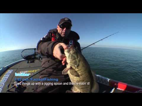 Beautiful image of facts of brandon