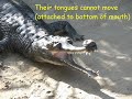 Indian Gharial - Endangered Species