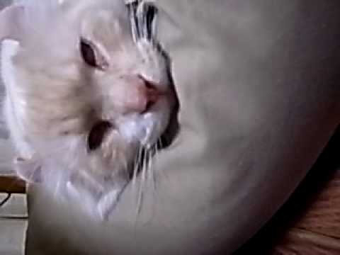睡眠中ねこの恐怖画像