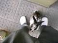 videos de monito