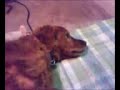 Dog ignores own name until owner says treat