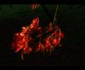 autumn acer