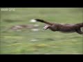 Life - Stoat kills rabbit ten times its size - BBC One