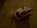 super fantastic peanut dog wonder