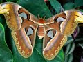 Mariposas
