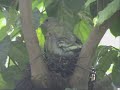 pink necked green pigeon   nesting  singapore 