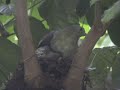 pink necked green pigeon   nesting  singapore 