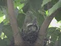 pink necked green pigeon   nesting  singapore 