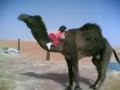 Camel and kid -???? ? ????