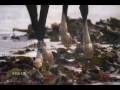 videos de Hevosia