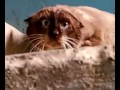 Ну очень странный кот