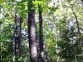 Woodpecker?