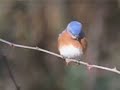 Bluebird in Brooklyn Bluebird in Brooklyn